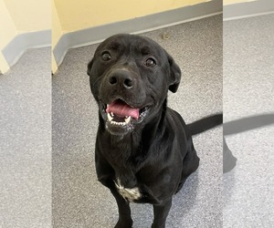 Mutt Dogs for adoption in Low Moor, VA, USA