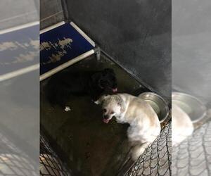 Cockapoo Dogs for adoption in Pierceton , IN, USA