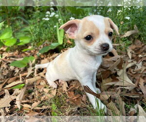 Chihuahua-Unknown Mix Dogs for adoption in Forest, VA, USA
