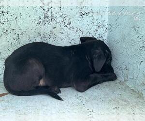 American Pit Bull Terrier-Unknown Mix Dogs for adoption in Ocala, FL, USA