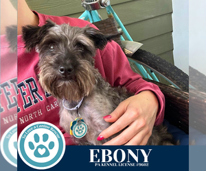 Mutt Dogs for adoption in Kimberton, PA, USA