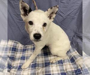 Australian Cattle Dog-Unknown Mix Dogs for adoption in Modesto, CA, USA