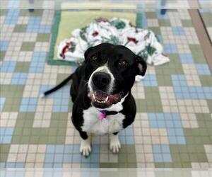 Mutt Dogs for adoption in Fort Collins, CO, USA