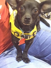 Chiweenie Dogs for adoption in Pearland, TX, USA