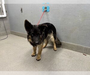 German Shepherd Dog-Unknown Mix Dogs for adoption in Las Vegas, NV, USA