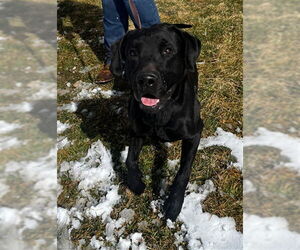 Labrador Retriever Dogs for adoption in Ogden, UT, USA