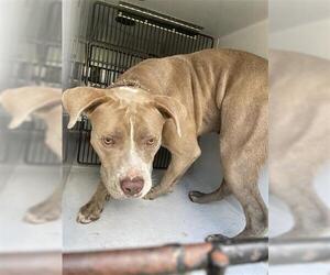 American Pit Bull Terrier-Unknown Mix Dogs for adoption in Houston, TX, USA