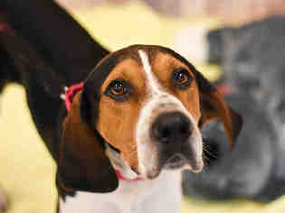 English Coonhound Dogs for adoption in Center Township, PA, USA