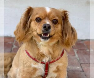 Pekingese-Spaniel Mix Dogs for adoption in Beverly Hills, CA, USA