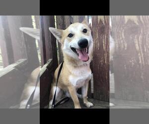 Shiba Inu Dogs for adoption in Leavenworth, KS, USA