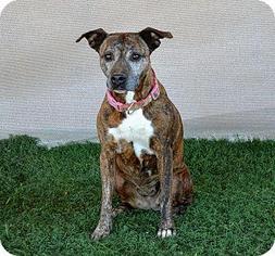 Unknown-Whippet Mix Dogs for adoption in La Quinta, CA, USA