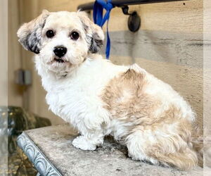 Havanese-Unknown Mix Dogs for adoption in Mission Viejo, CA, USA