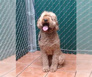 Goldendoodle Dogs for adoption in Downey, CA, USA