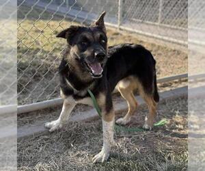Australian Shepherd-Unknown Mix Dogs for adoption in Modesto, CA, USA