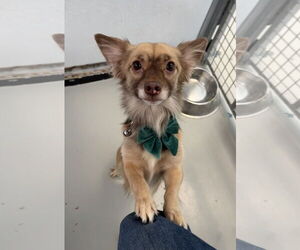 Chiranian Dogs for adoption in Chico, CA, USA