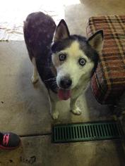 Siberian Husky Dogs for adoption in Woodstock, IL, USA