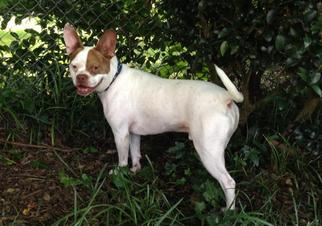 American Boston Bull Terrier Dogs for adoption in Texarkana, TX, USA