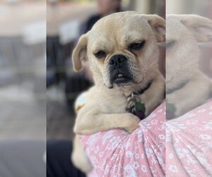 Puggle Dogs for adoption in Fremont, CA, USA