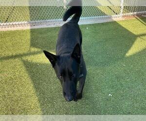 German Shepherd Dog-Unknown Mix Dogs for adoption in Grand Prairie, TX, USA