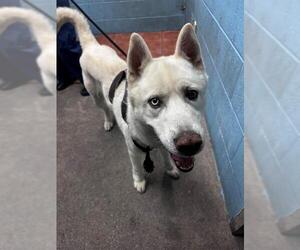 Medium Photo #1 Siberian Husky Puppy For Sale in Downey, CA, USA