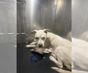 American Staffordshire Terrier-Unknown Mix Dogs for adoption in San Antonio, TX, USA