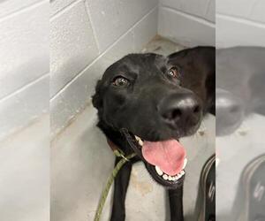 Labrador Retriever Dogs for adoption in Waco, TX, USA