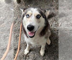 Siberian Husky Dogs for adoption in Woodland, CA, USA