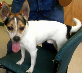 Medium Photo #1 Jack-Rat Terrier Puppy For Sale in Cincinnati, OH, USA
