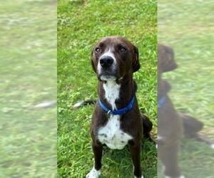 Labrador Retriever Dogs for adoption in Sugar Land, TX, USA