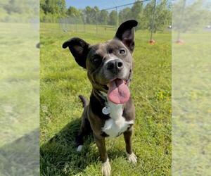 American Pit Bull Terrier-Labrador Retriever Mix Dogs for adoption in Forestville, MD, USA