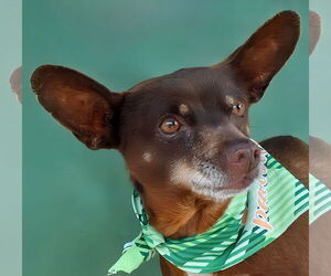 Chihuahua-Unknown Mix Dogs for adoption in Pasadena, CA, USA