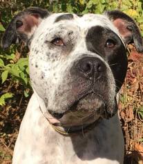 American Bulldog-Pointer Mix Dogs for adoption in Kansas City, MO, USA