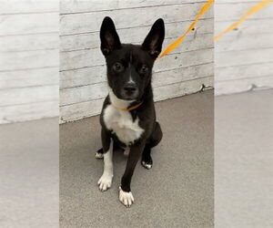 Canaan Dog-Unknown Mix Dogs for adoption in San Bernardino, CA, USA
