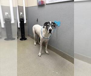 Great Dane-Unknown Mix Dogs for adoption in Las Vegas, NV, USA