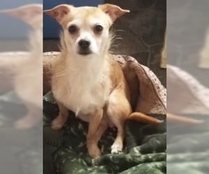 Chihuahua Dogs for adoption in Sistersville, WV, USA