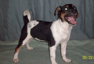 Medium Photo #1 Rat-Cha Puppy For Sale in Crossville, AL, USA