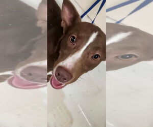 Labrador Retriever-Unknown Mix Dogs for adoption in Guthrie, OK, USA