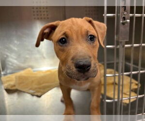 American Staffordshire Terrier Dogs for adoption in Rancho Cucamonga, CA, USA