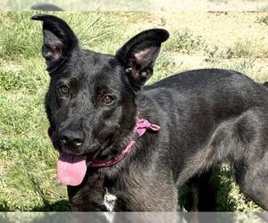 Labrador Retriever-Unknown Mix Dogs for adoption in Pueblo, CO, USA