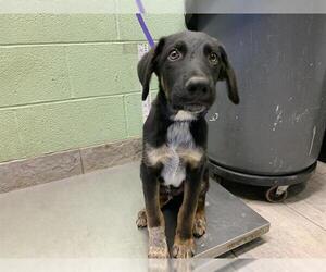 German Shepherd Dog-Unknown Mix Dogs for adoption in Grand Prairie, TX, USA