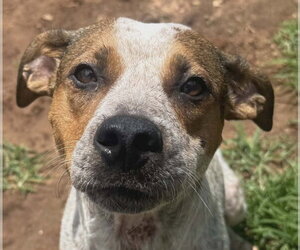 Mutt Dogs for adoption in Canton, CT, USA
