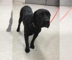 Labrador Retriever-Unknown Mix Dogs for adoption in Riverside, CA, USA