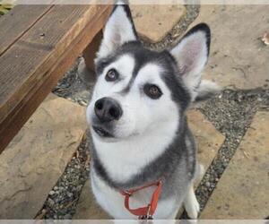 Siberian Husky Dogs for adoption in Martinez, CA, USA