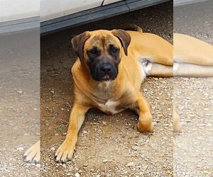 Black Mouth Cur-Boxer Mix Dogs for adoption in Pawtucket, RI, USA