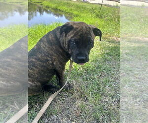 Bulldog Dogs for adoption in Tarrytown, GA, USA