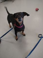 Chiweenie Dogs for adoption in Mt. Gilead, OH, USA