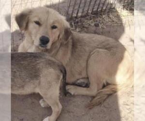 Golden Retriever-Unknown Mix Dogs for adoption in Pena Blanca, NM, USA