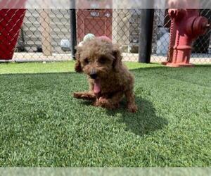 Poodle (Toy) Dogs for adoption in Norco, CA, USA