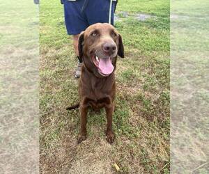 Labrador Retriever Dogs for adoption in Abbeville, LA, USA