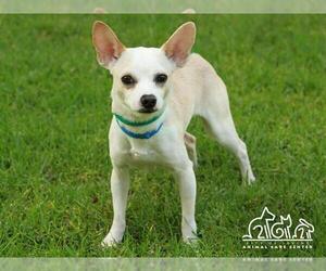 Chihuahua Dogs for adoption in Irvine, CA, USA